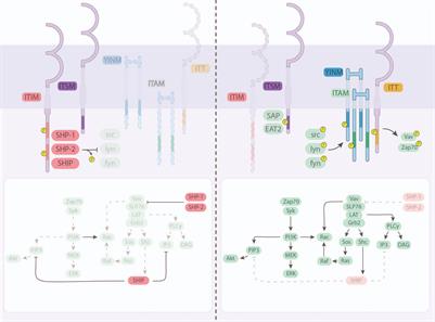 Killer instincts: natural killer cells as multifactorial cancer immunotherapy